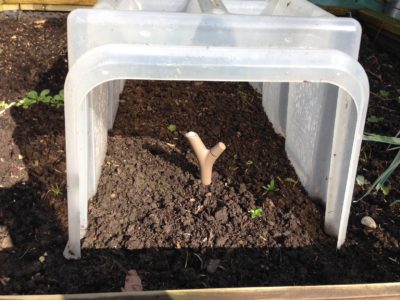 Flower Power au potager