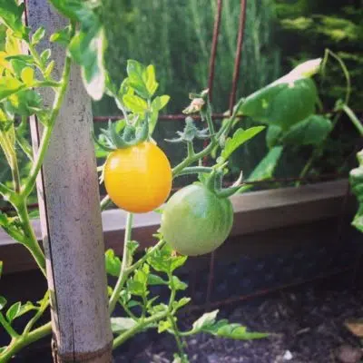 Tomate cerise Jaune