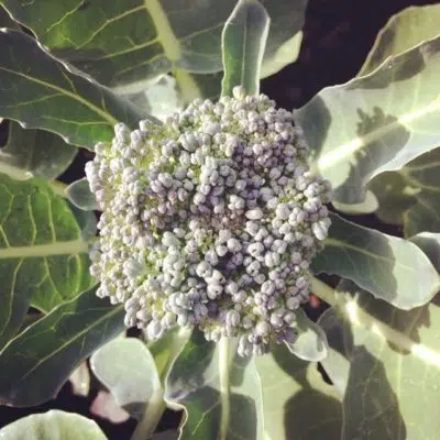 brocoli du potager