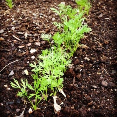 semis carotte potager