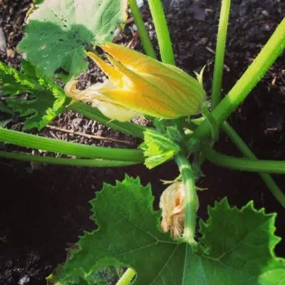 fleur de courgette