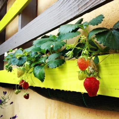 Les fraises se développent dans la "palette potagère"