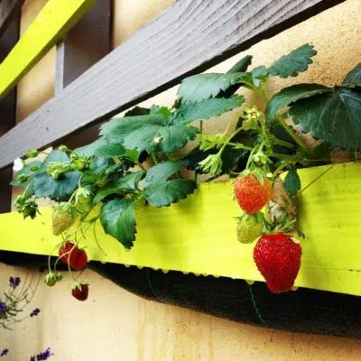 Les fraises se développent dans la "palette potagère"