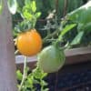 Potager en carrés au mois de juin