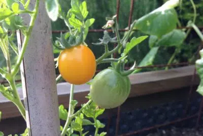 Potager en carrés au mois de juin