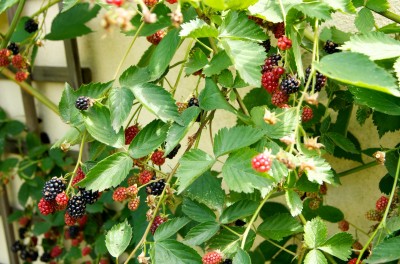 ronce et mûres au potager