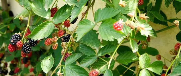 La ronce au fond du jardin