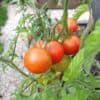 Tomates au potager en carrés