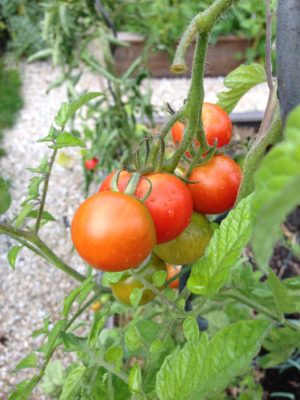 Tomates au potager en carrés