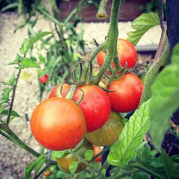 Plant de tomate au potager en carrés