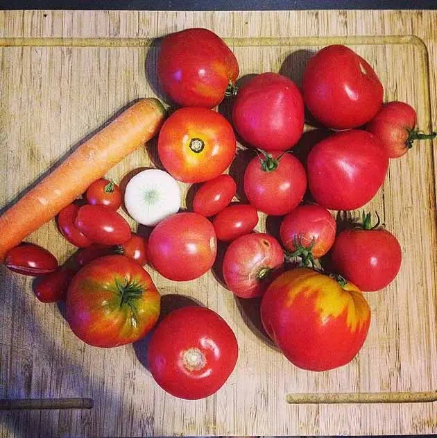 Tomates au potager en carrés