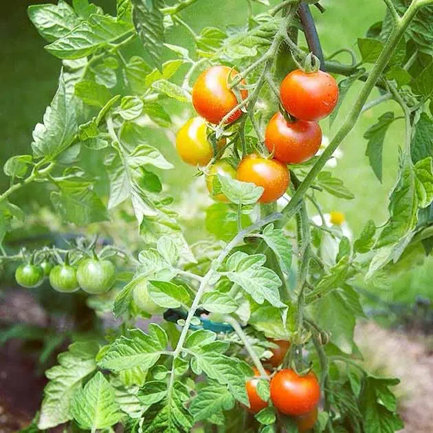 Tomates cerises