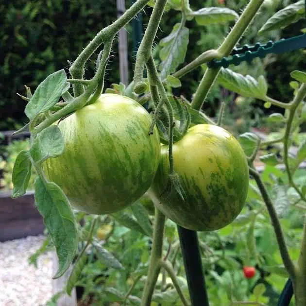 Tomates Green Zebra