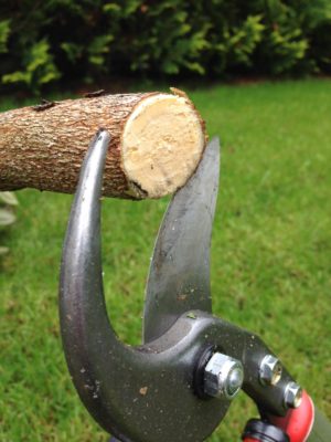 La section des branches coupées est très nette