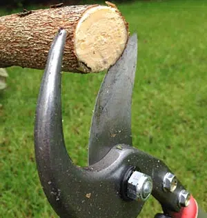 La section des branches coupées est très nette