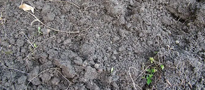 La terre limoneuse de mon nouveau jardin