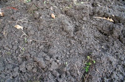 terre limoneuse jardin
