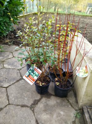 plantes pour haie vive