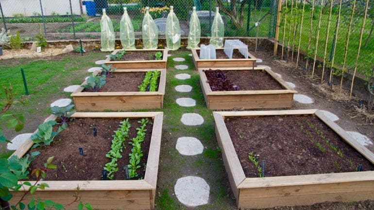 Mon potager au mois de mai