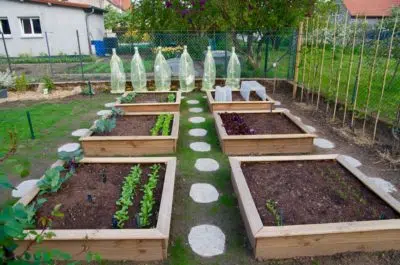 Potager en carrés