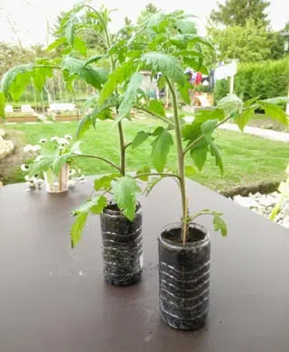 Semis de tomate en bouteille