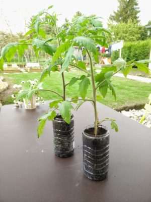 Semis de tomates en bouteille