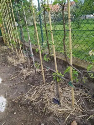 Fruitier palissé autour du potager