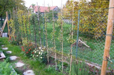 Pommiers et Poiriers palissés