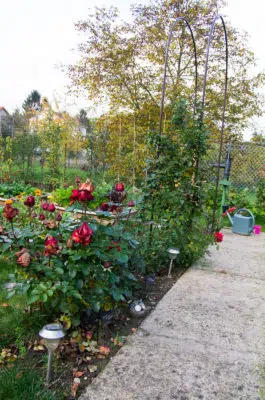 Rosiers en bordure du potager