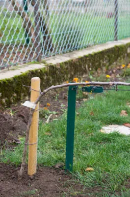 Formation d'un pommier en cordon