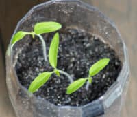 semis de tomates en bouteille