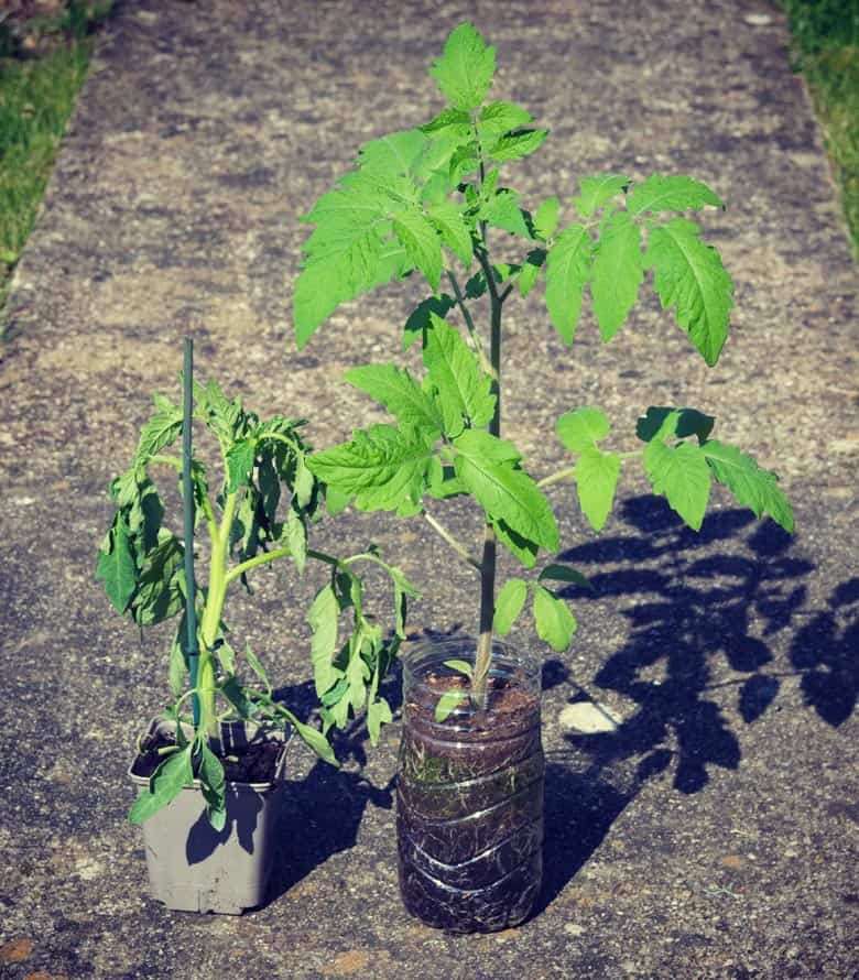 Différence entre une plant de tomate de jardinerie et un semis maison en bouteille