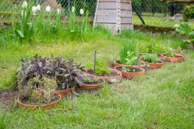 Bordure Aromatique en pots