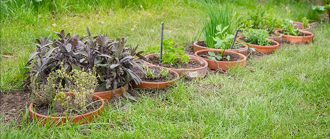 Bordure Aromatique en pots