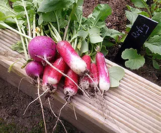 Récolte de radis de 21 jours et "Purple Plum"