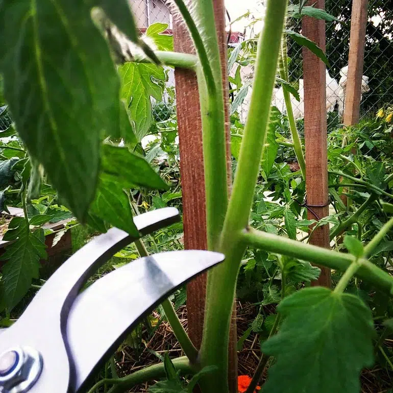 La taille d'un gourmand de tomate