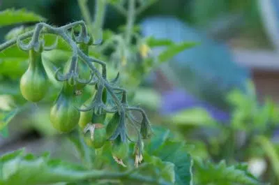 Tomate Poire Au Potager