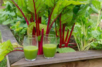 Jus vert avec les légumes du potager