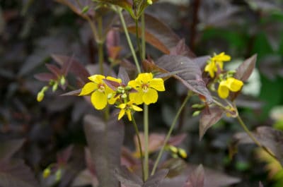 Fleurs de 