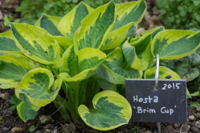 Hosta Brim Cup