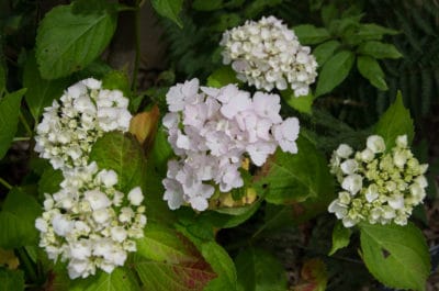 Hydrangea