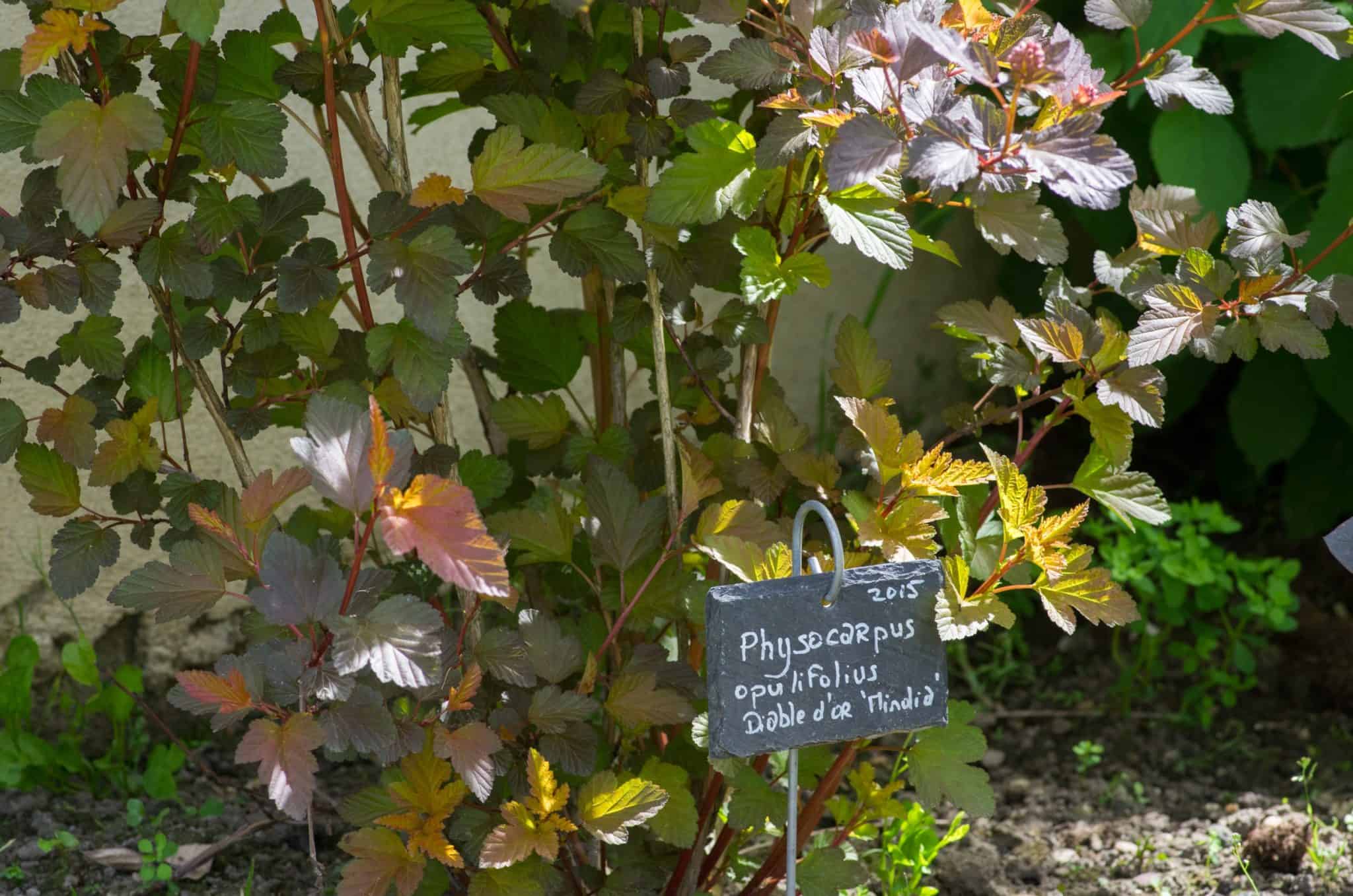 Créer Un Massif à Lombre Dans Son Jardin Fleurs Arbustes