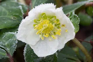 Hellebore gelée en hiver