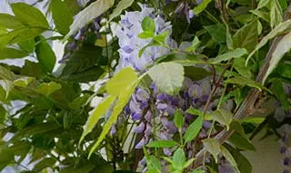 Glycine