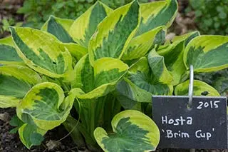 Hosta Brim Cup