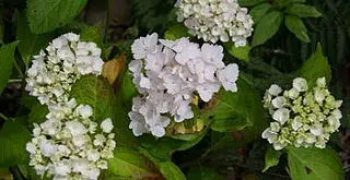 Fleur d'hydrangea