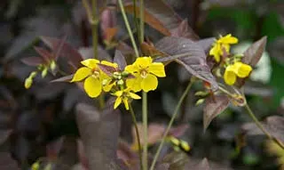 Lysimachia