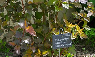 Physocarpe