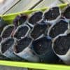 Fabrication de pots en papier pour le potager