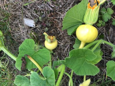 courge potager